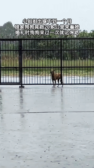 一位小姐姐出嫁不到一个月，娘家的狗狗仅在婚礼时来过一次，却记住了路，冒雨跑了20