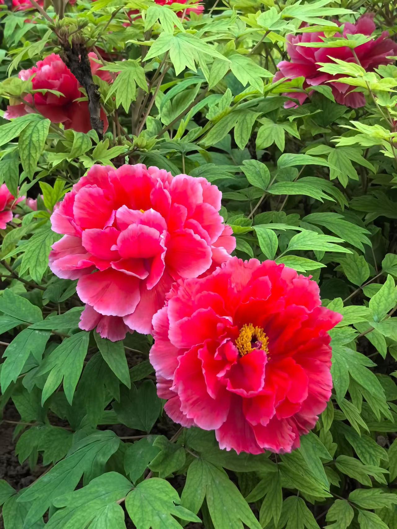 晒一晒随拍的花我超爱随手拍花！上次在公园散步，看见一朵被阳光吻过的小野花，那花瓣