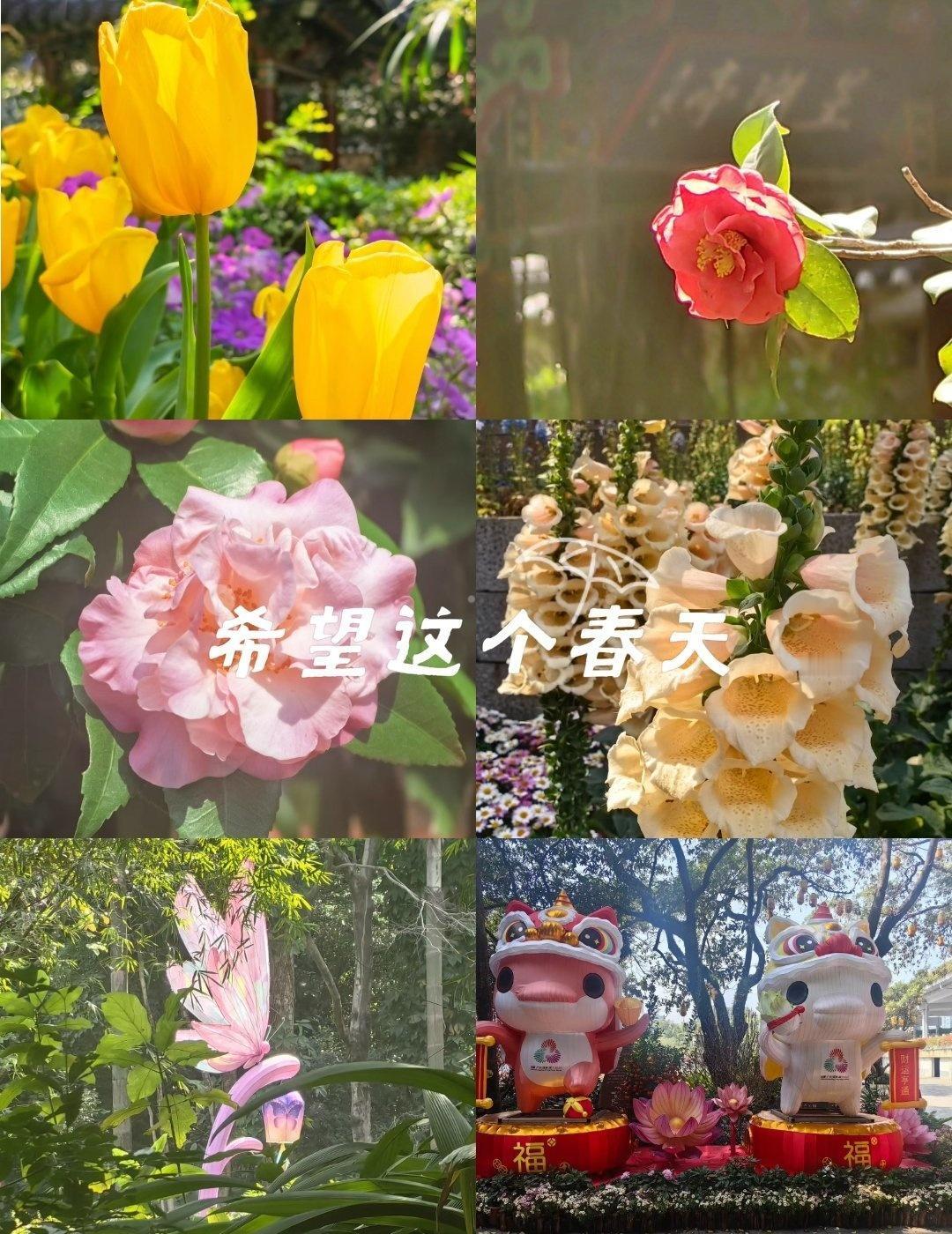 来越秀公园追花📍广州广州市越秀公园越秀公园，年年花开不负春。山茶娇艳，杜