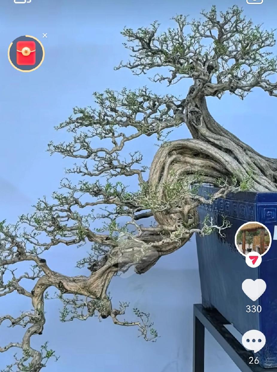 消费降级无极限，连盆栽跟着受伤，所幸能玩盆景的，大多数顺其自然，无论顺境或逆境，