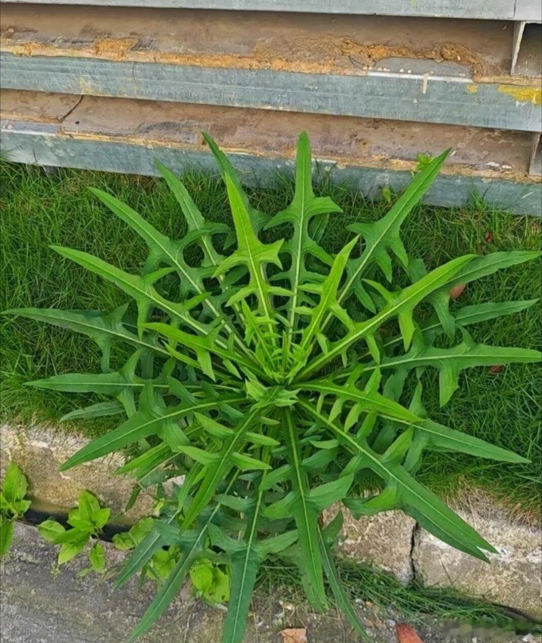 生长的同时也不忘记美！野生植物搞笑日常