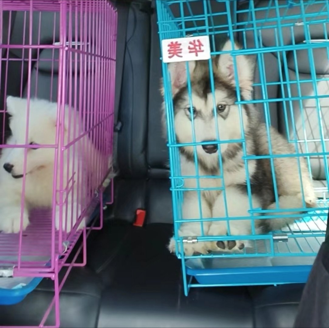 两只都好乖🤩​​​