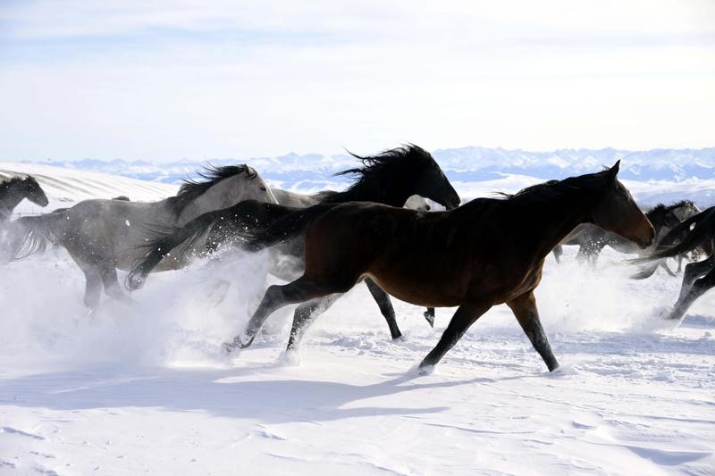 红袍坠马魂归处，她用47年把边疆活成传奇谁还记得那个身披红斗篷，在昭苏雪原