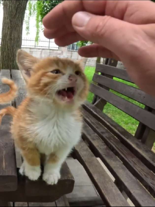 小猫咪选择路人，这次它们赌对了人类的善良