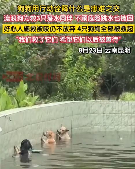 “万物皆有灵！”云南，一流浪狗为救三个落水伙伴，竟不顾危险，直接跳进了水里！结果