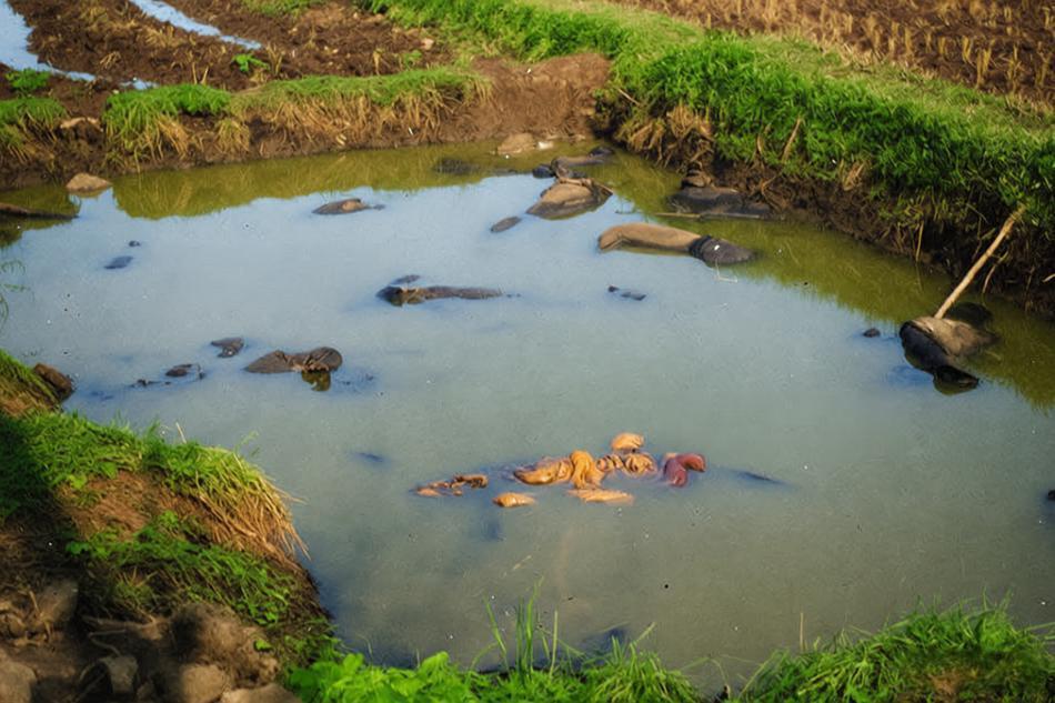 1937年12月南京沦陷后，一浅水塘中漂浮着多具我国遇难者的遗体，尸体面部朝下、