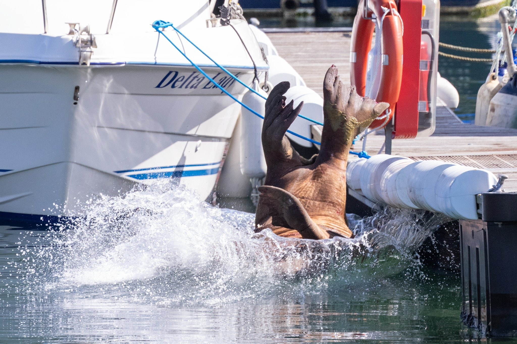 常驻苏格兰东北海岸的海象“马格努斯”，在睡梦中翻身跌落水中