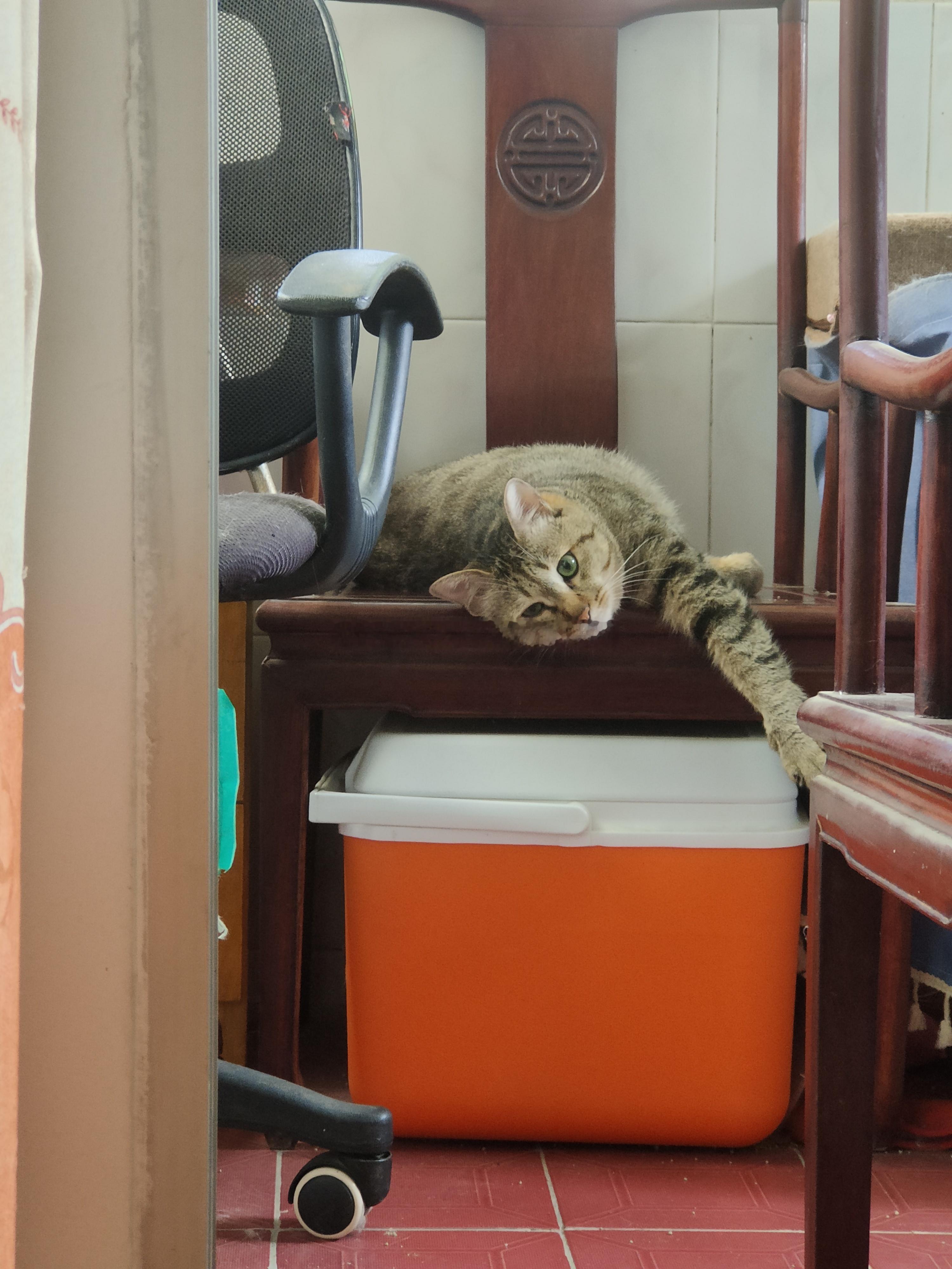 喵星人[比心]杨招财[比心]虎斑麒麟尾狸花猫这货睡了一个早上，看见我回来，