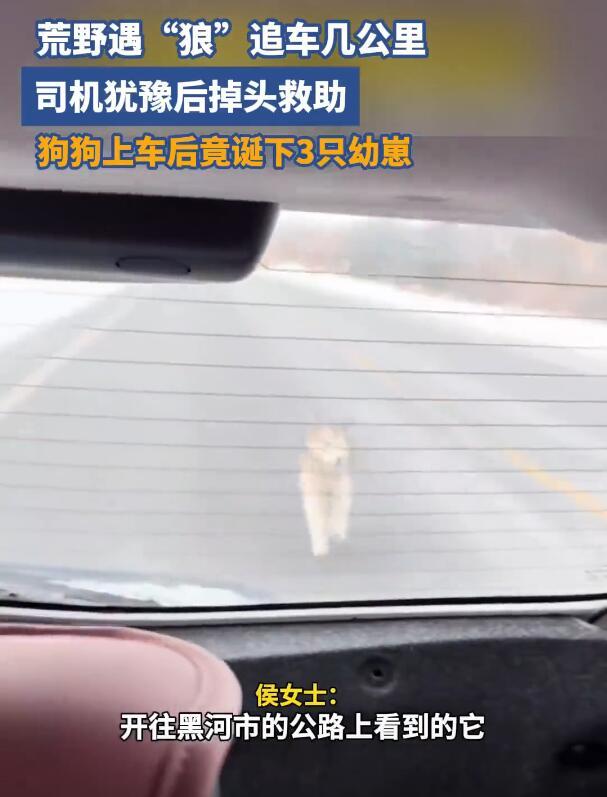 泪目了，黑龙江，女子开车偶遇一只流浪狗追车，追了好几公里都不肯停，女子心软掉头接