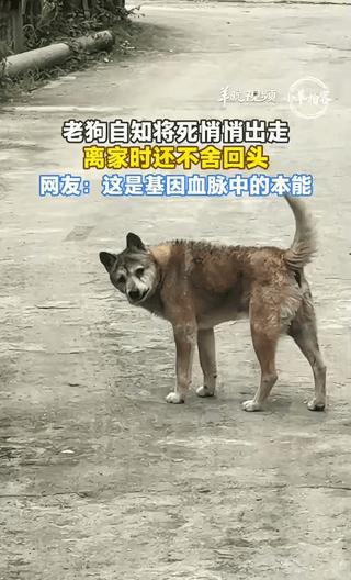 广东这户人家的小院里，最近发生的一幕让无数网友看得鼻子发酸。拍视频的星宇说，