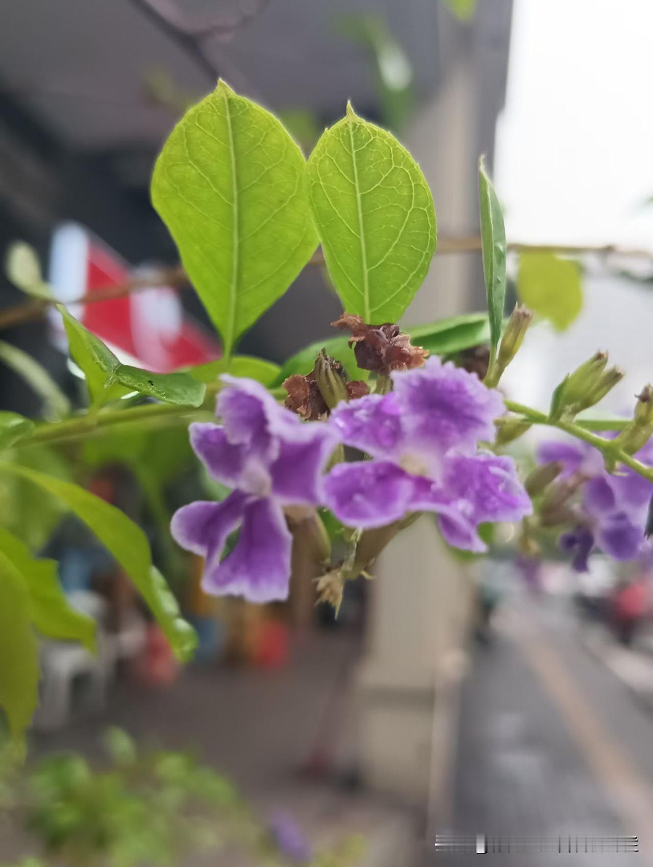 随手拍｜五月初夏·雨后寒早×蕾丝金露花花草爱好者花草身边的植物我的花草日