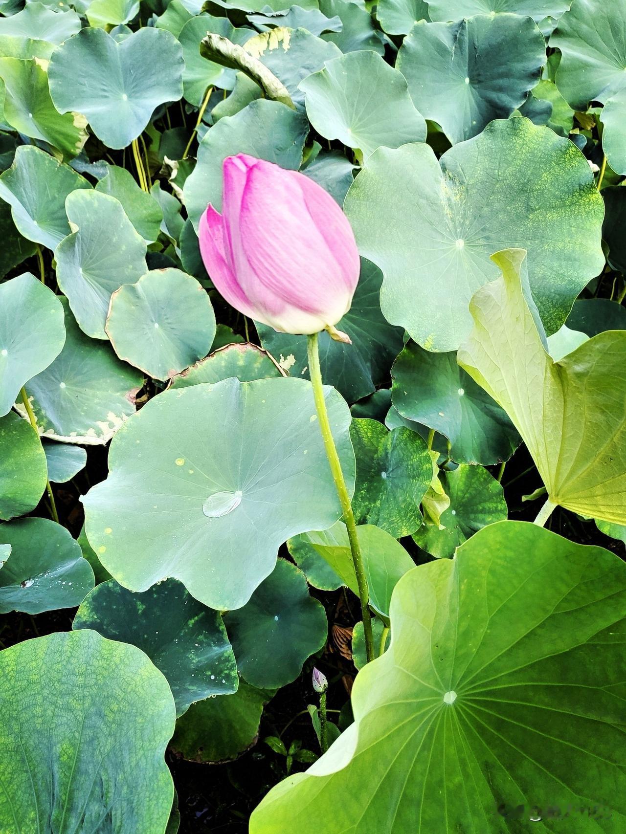 友们我这是怎么了？从昨天锻练回来，喷嚏打个不停，清鼻涕流个不停，是不是得甲流啦