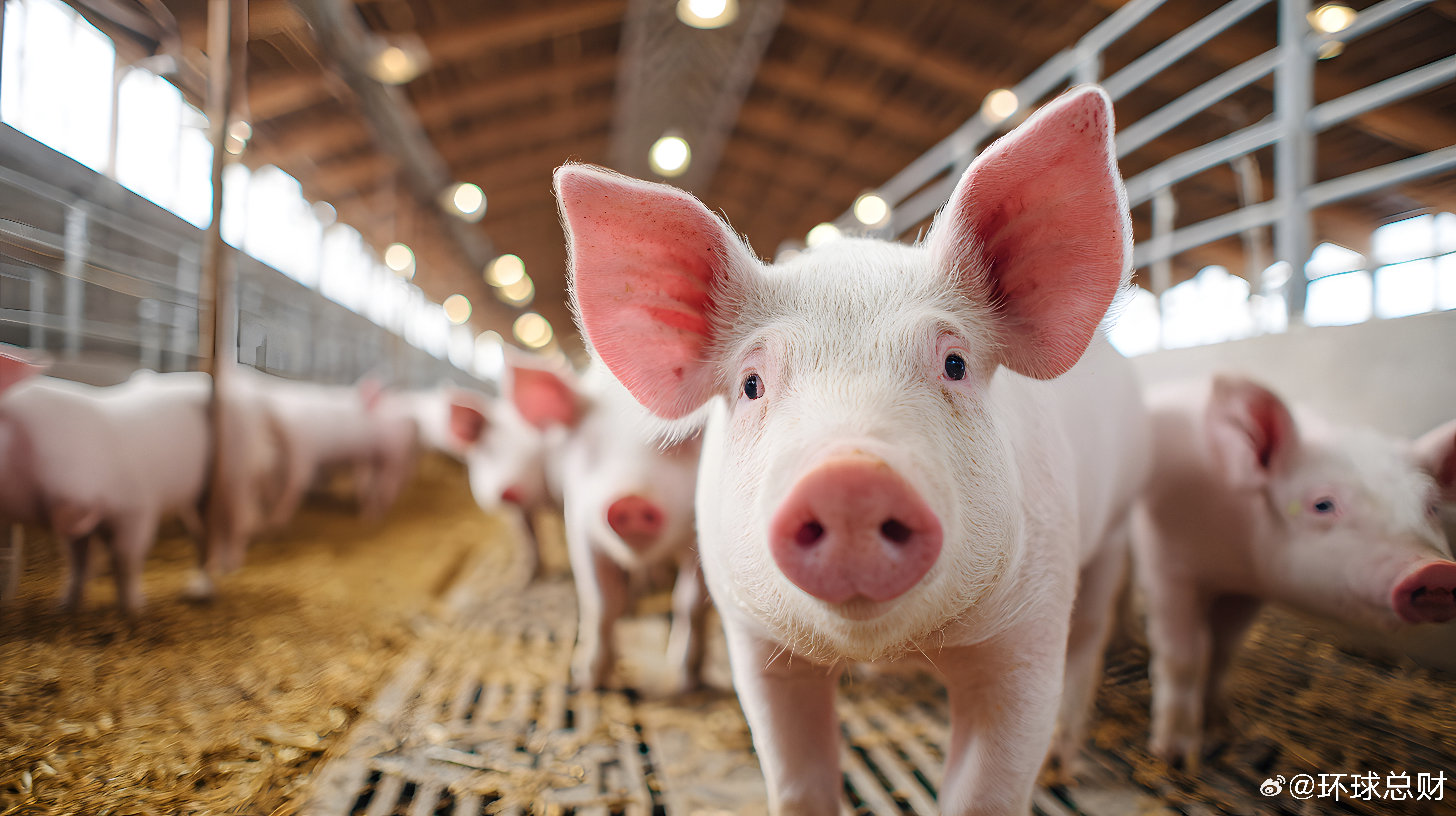 #生猪##猪肉价格##猪价跌破5元创历史新低#【#生猪行业着力寻找“新锚点”#