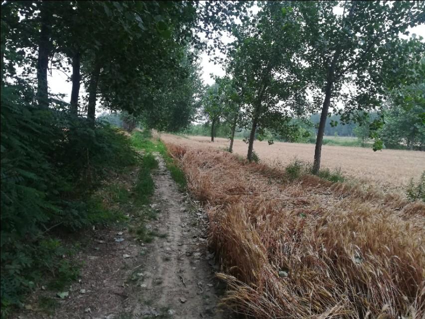 我真是服了！就泡了三天水喝，肝火全灭了，眼睛亮澄澄，浑身都舒坦！我姨父