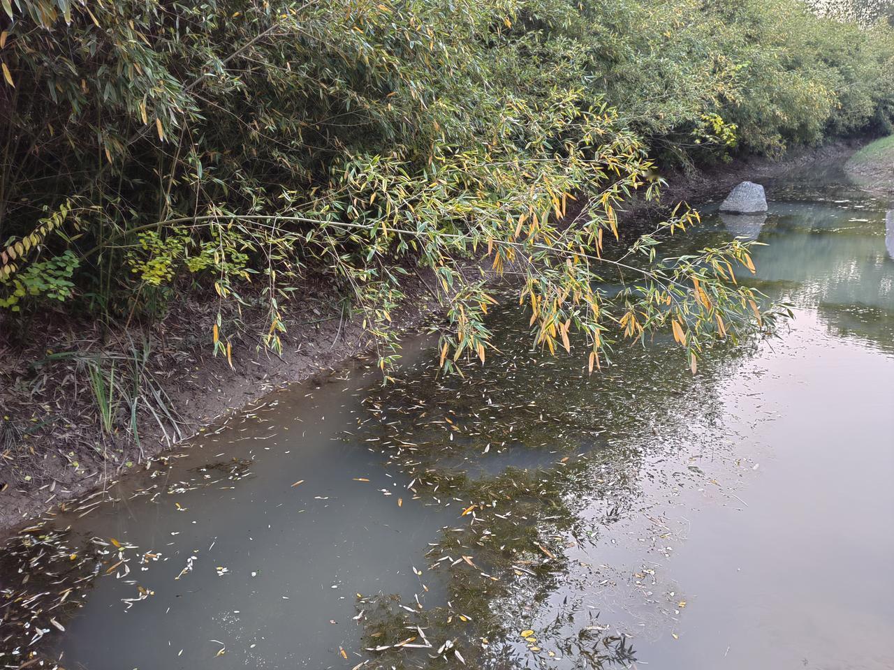 宋灭亡后，有大臣劝金太宗立赵氏父子做侄皇帝，金太宗不同意，立了“不愿意做皇帝”的