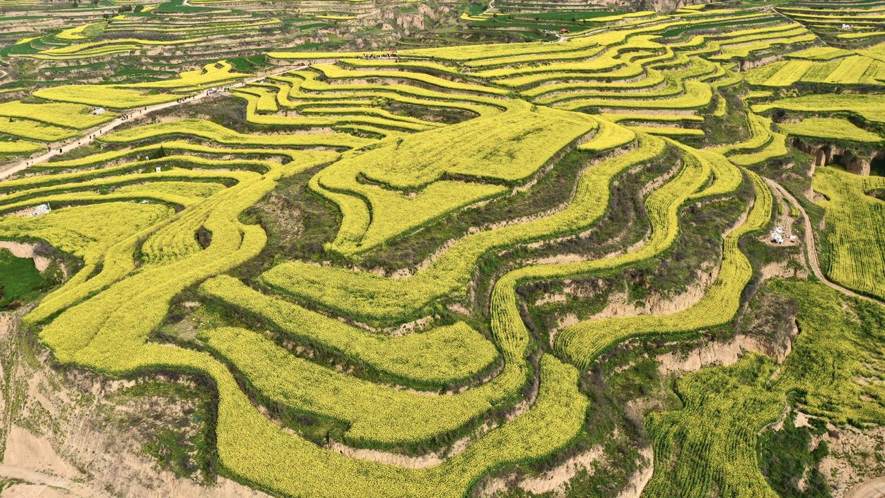 大地画毯。航拍陕西三原县小王村油菜花。西安游客自驾可导航三原县小王村即可，一小