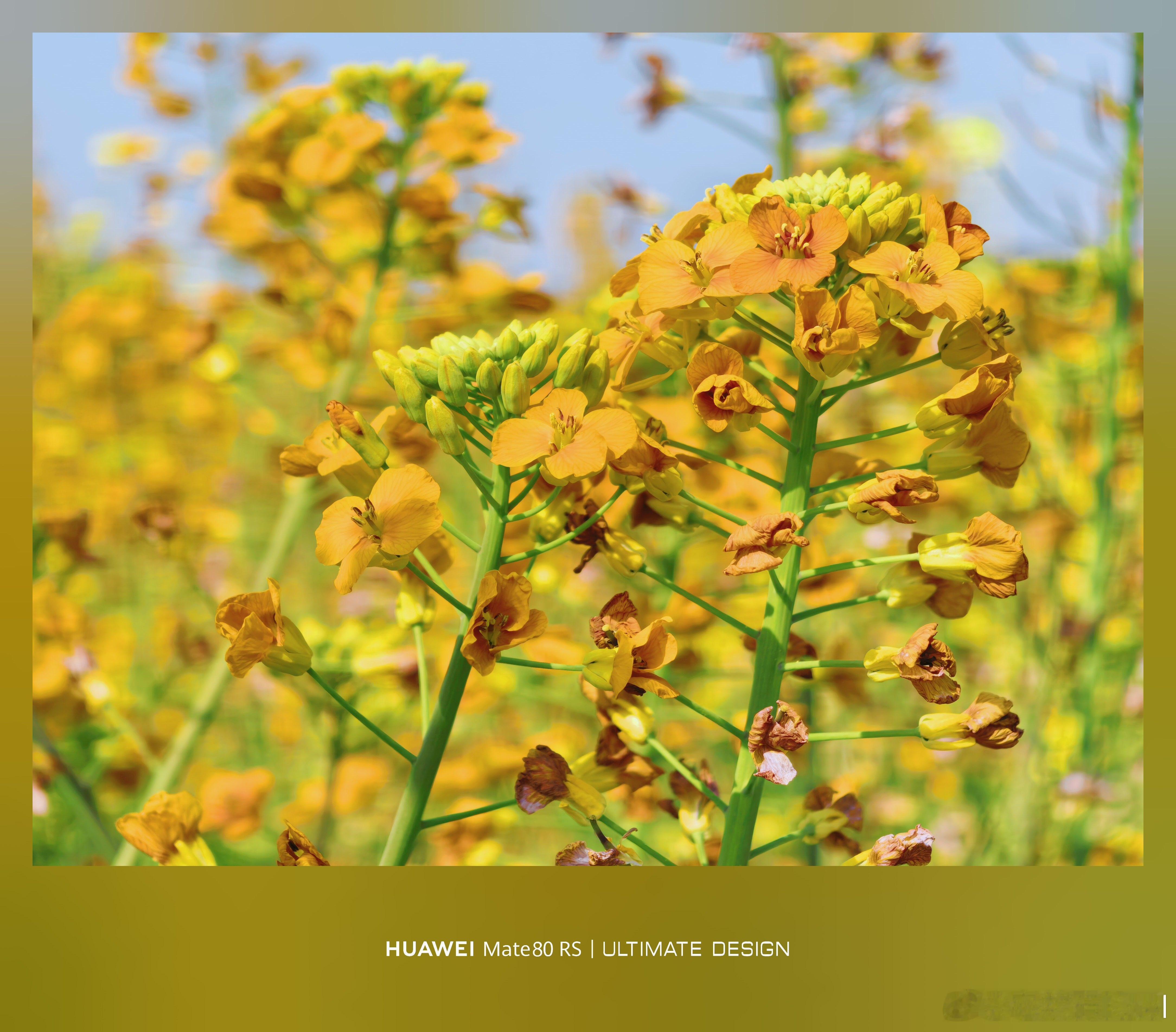 成都春天的油菜花花，太好看啦成都·天府农博园