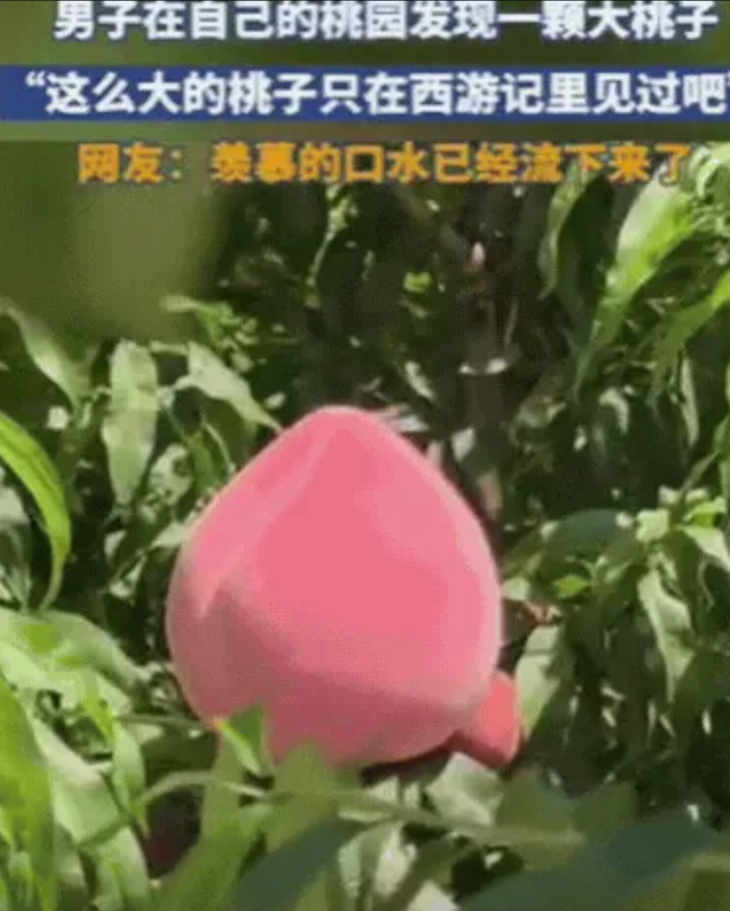 “彻底解释不清了！”7月7日，山东，男子去桃园摘桃。抬头一看，发现一个巨大的桃子