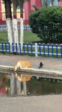 喜鹊花式挑衅喝水橘猫，橘猫全程佛系摆烂😂这画面反差感直接拉满，也太有意思