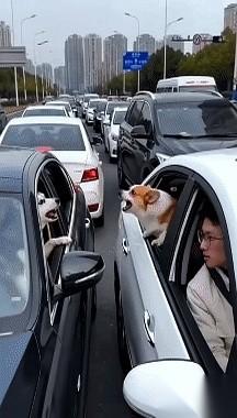 “嗷呜嗷呜——！”整个客厅都在震。二哈把脑袋甩得跟拨浪鼓似的，爪子跺着地板，冲