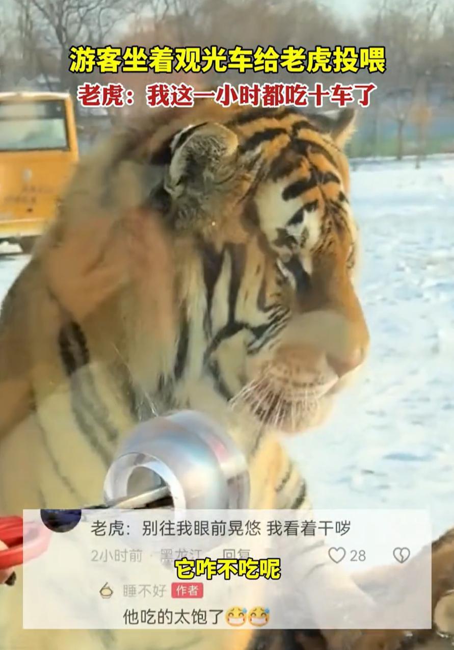 笑死了！黑龙江哈尔滨，女子东北虎林园看老虎，为了和东北虎互动，特意买了牛肉准备投