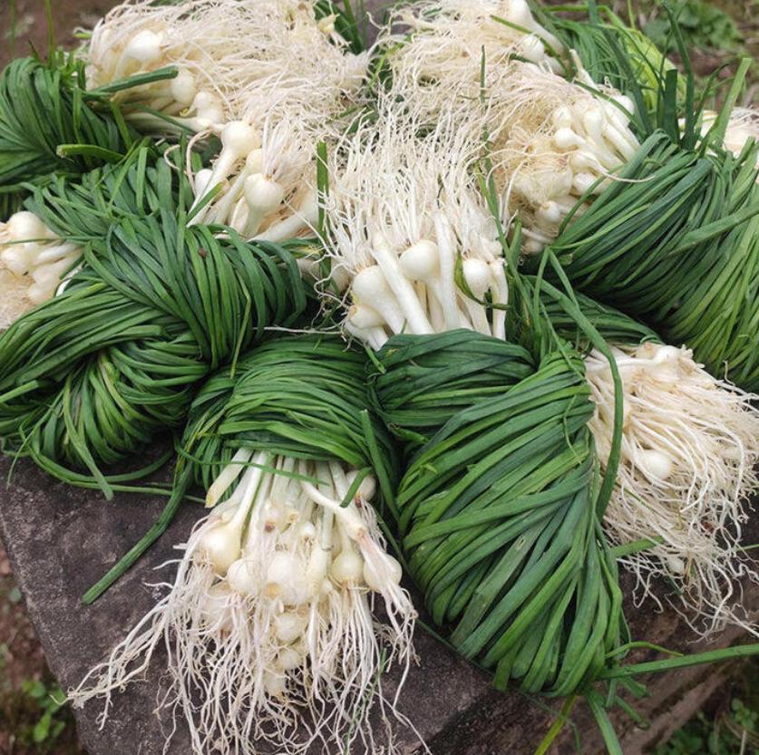 冠状动脉狭窄久了，丹参、川芎无效，就要用薤白、桂枝通阳散结，立竿见影临床中常