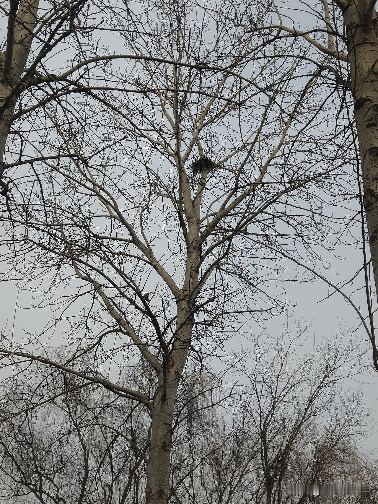 冬日的户外也是别有一番趣味。树上的喜鹊窝高高的挂在枝头，给冬天赋予了童话般的味道