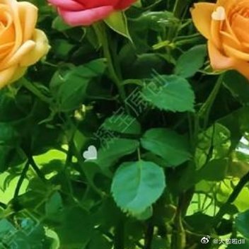 很多人都喜爱开在春天花朵的娇艳，而我却希望能做秋天路边的一朵小花儿，不焦灼，不浓