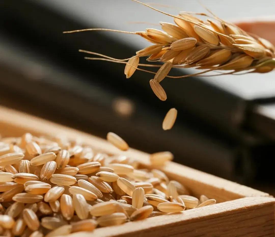 青稞是裸口感最差的粮食，没有之一。上世纪70年代，西藏地区曾尝试推广小麦种植，很