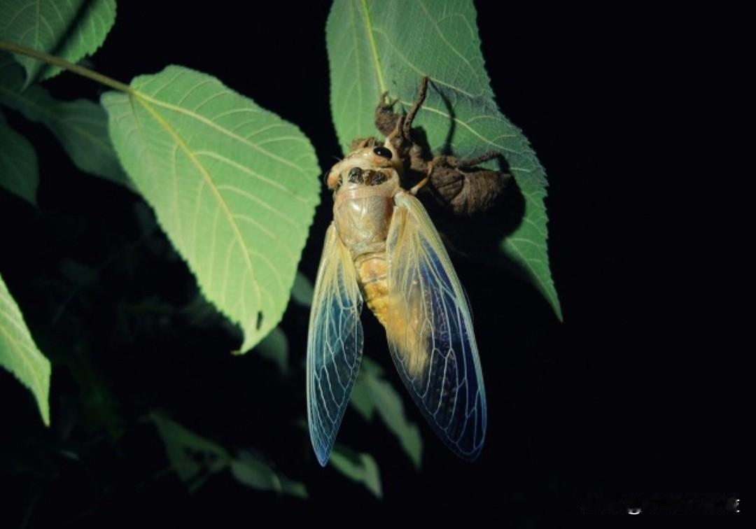 不知道你们有没有见过蝉蜕，把它洗干净，然后碾碎，掺和着面粉，用水和的稀稀的，用来