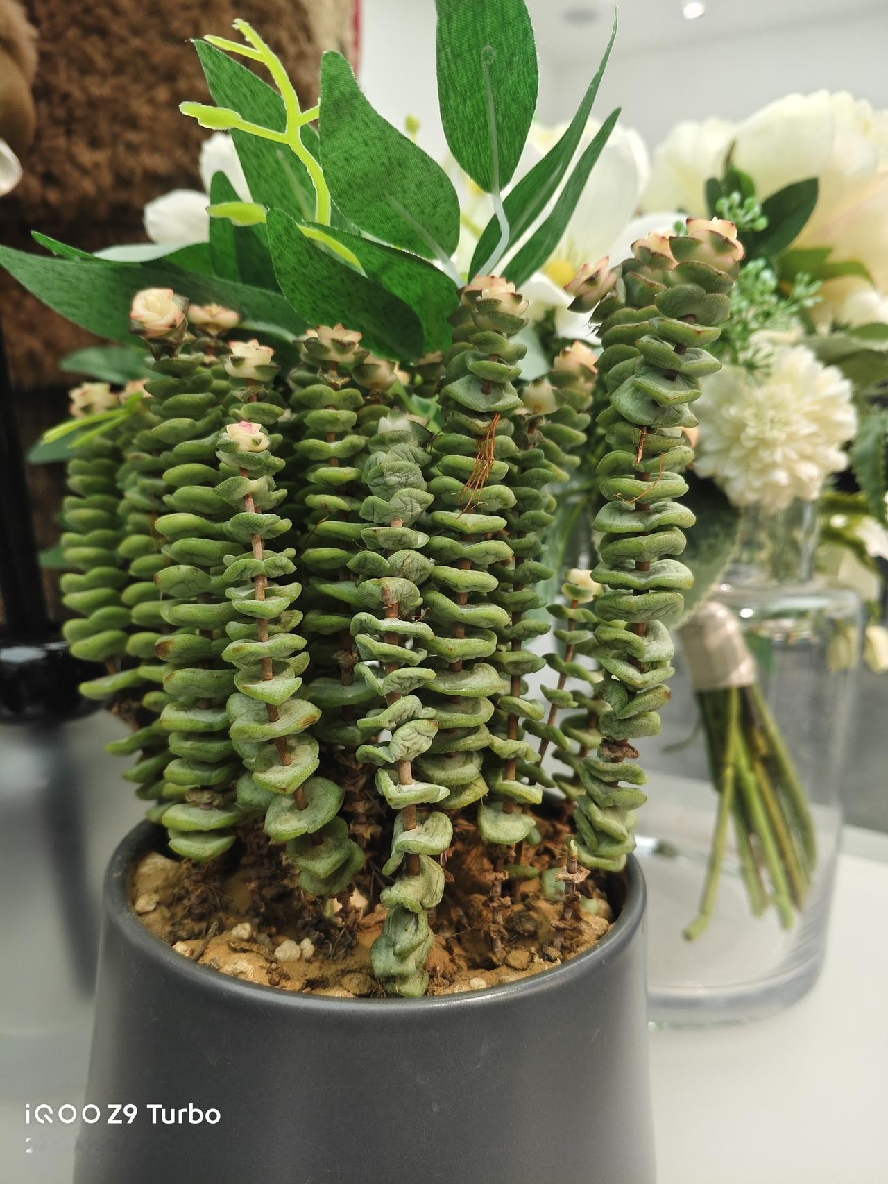 今天看到这盆串钱藤也太讨喜了吧！叶片一节节叠着，跟串起来的铜钱似的，光看着就觉得