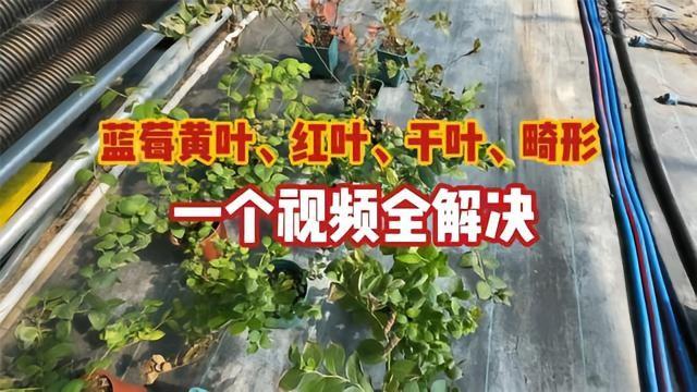 说实话，看到陈赫在直播间眼眶红了那段，我心里挺不是滋味的。他一根一根掰着指头算