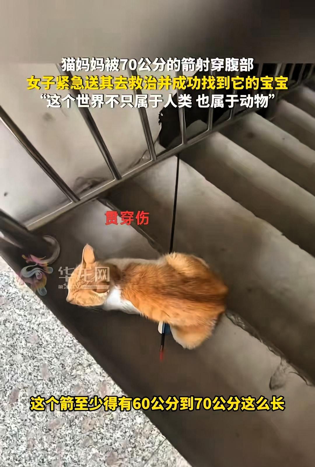 “泪目”刚生产的猫妈被70公分的箭击穿腹部，浑身是血，但没有惨叫还一直在楼层往上
