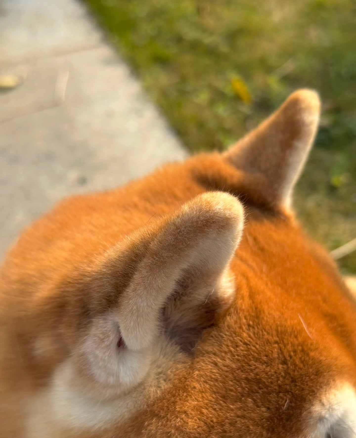 刚刚烤好的黄金妙脆角