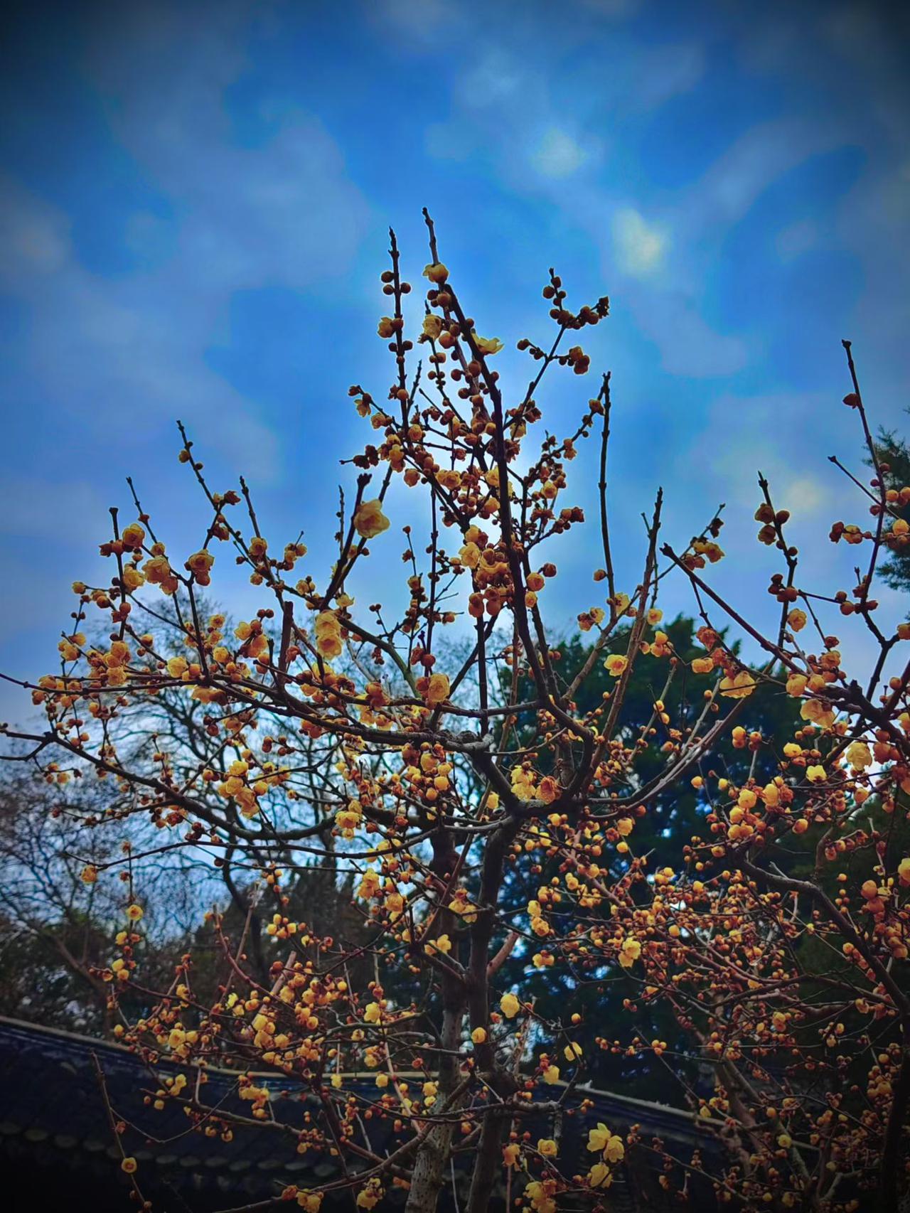 南方的树都要开花了。