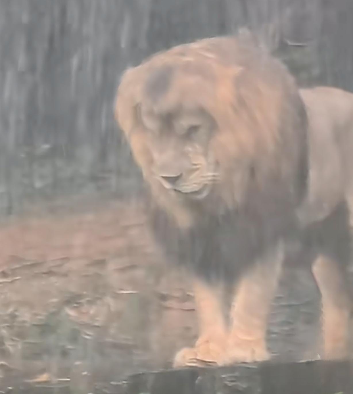 长隆狮子淋雨上热搜，是谁的“失恋感”被戳中了！广州暴雨突袭，长隆野生动物世