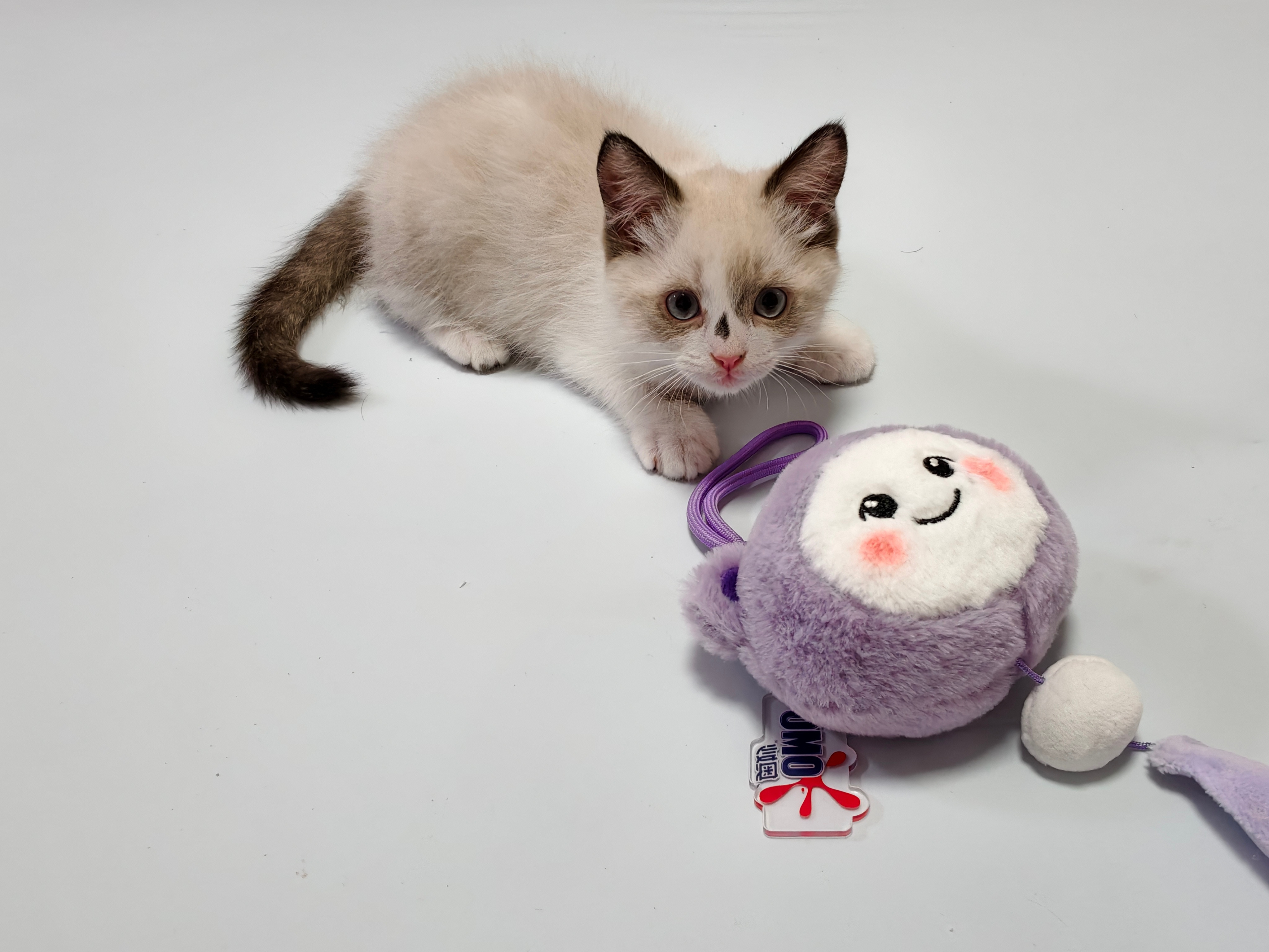 一下子就长大了猫
