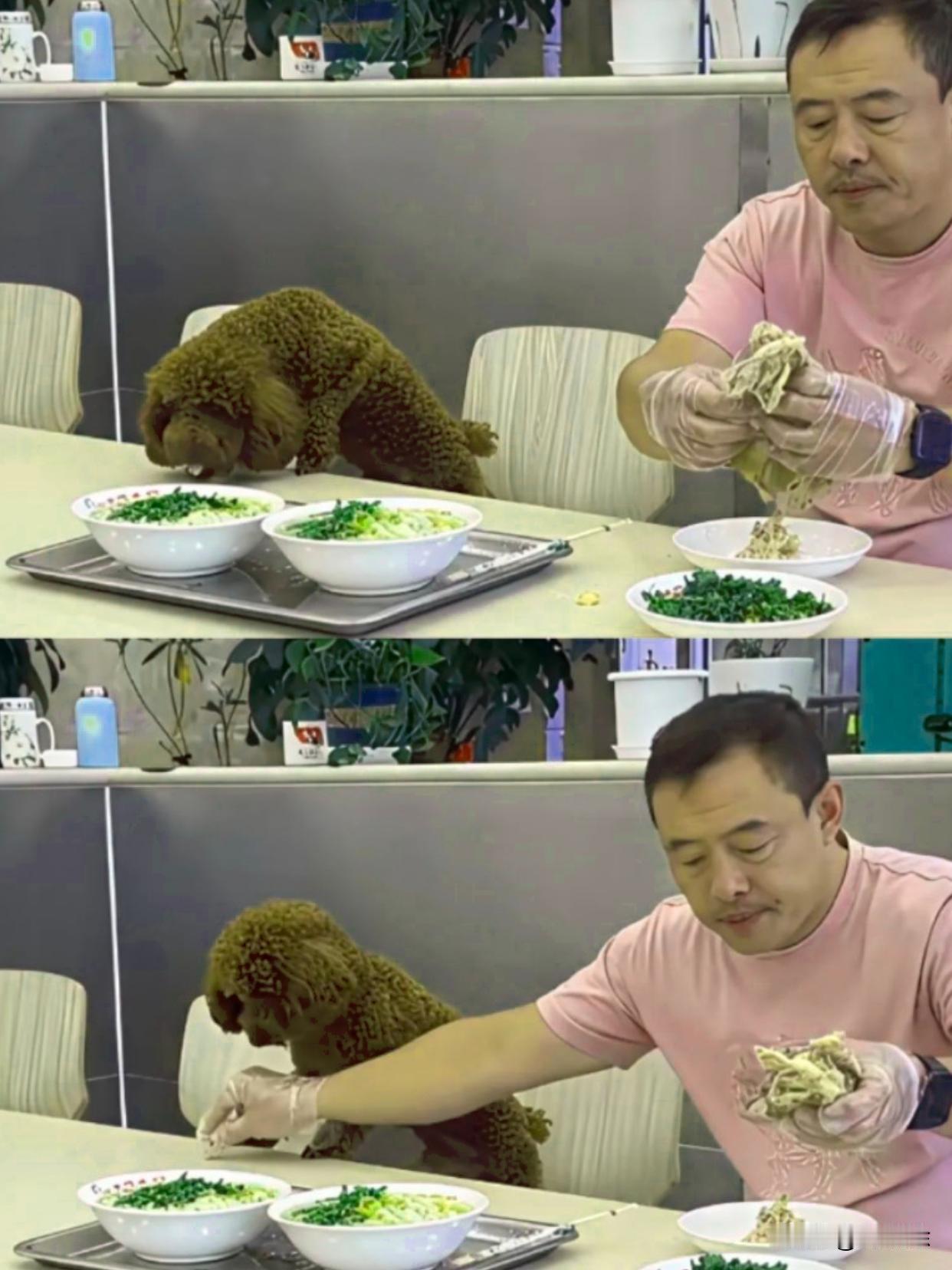 现在最煎熬的，恐怕就是沈阳老四季的老板了。门店门口清清楚楚贴着禁止宠物入内的