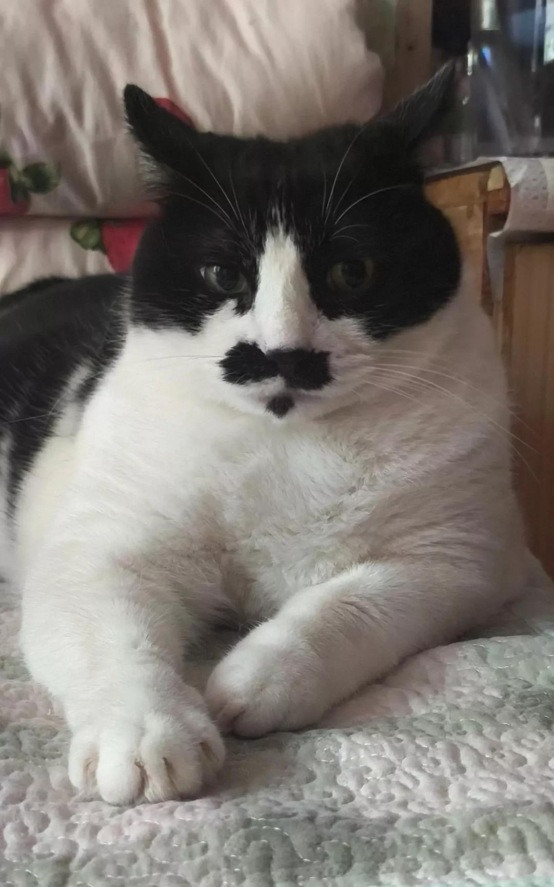 有一些不怀好意的人总说流浪猫伤人，那是你招惹它们了吧？流浪猫根本不会伤害人，我喂
