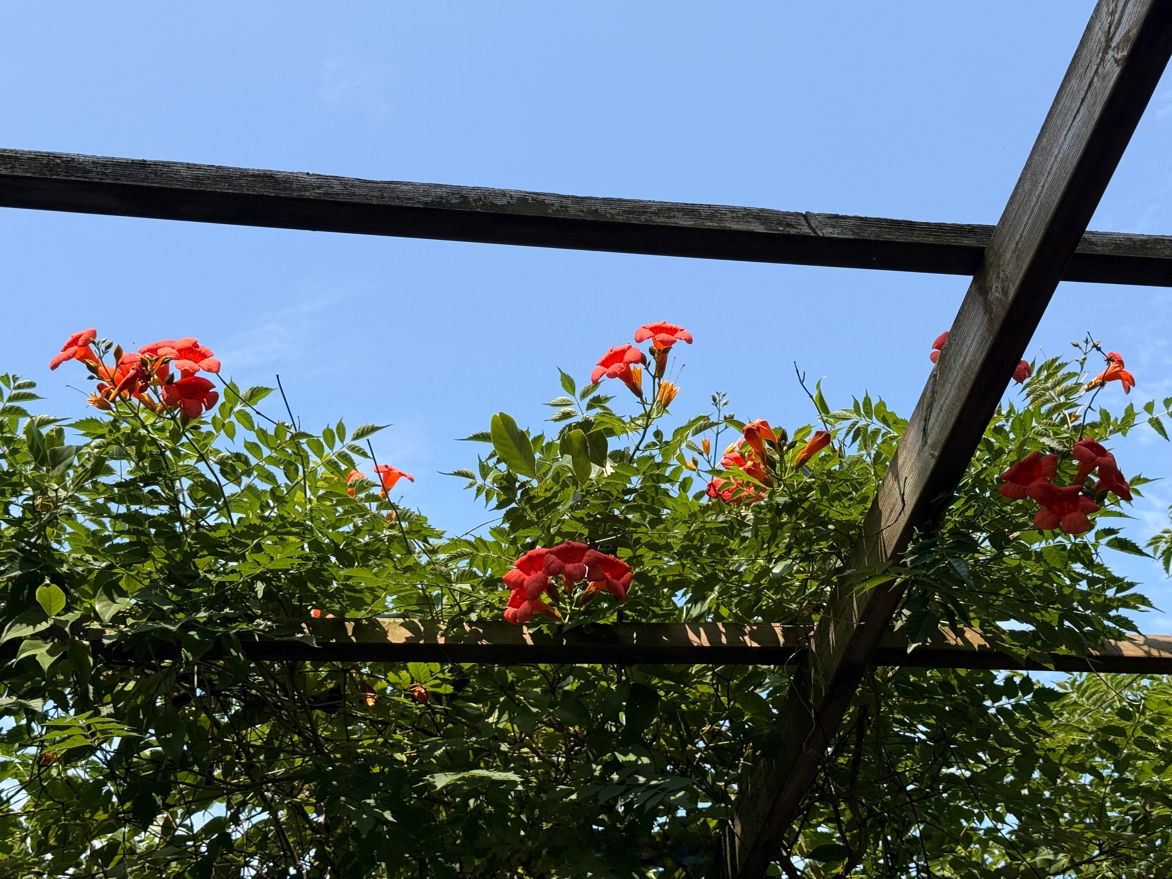 我是多久没上阳台了[捂脸哭]早🌞​​​