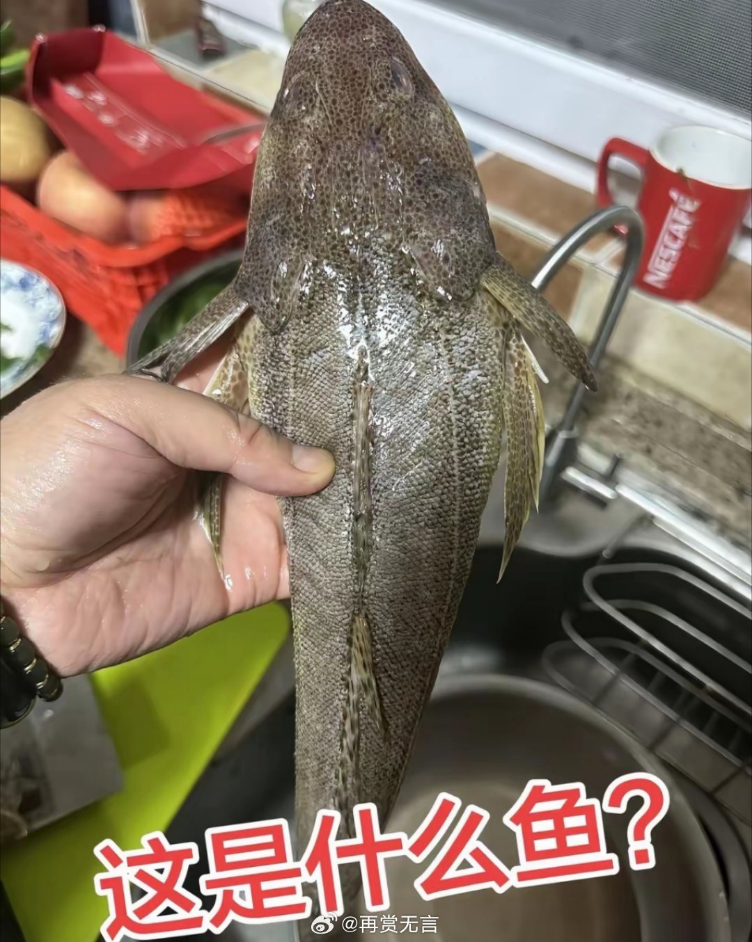 太过分了！广东的朋友给我送了条清道夫，让我煮着吃，突然有点想把他联系方式删了。