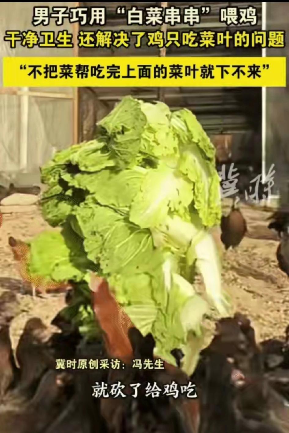 太有才了！北京这位大哥养1500多只鸡，竟把白菜做成“串串”喂，连菜帮都吃得干干