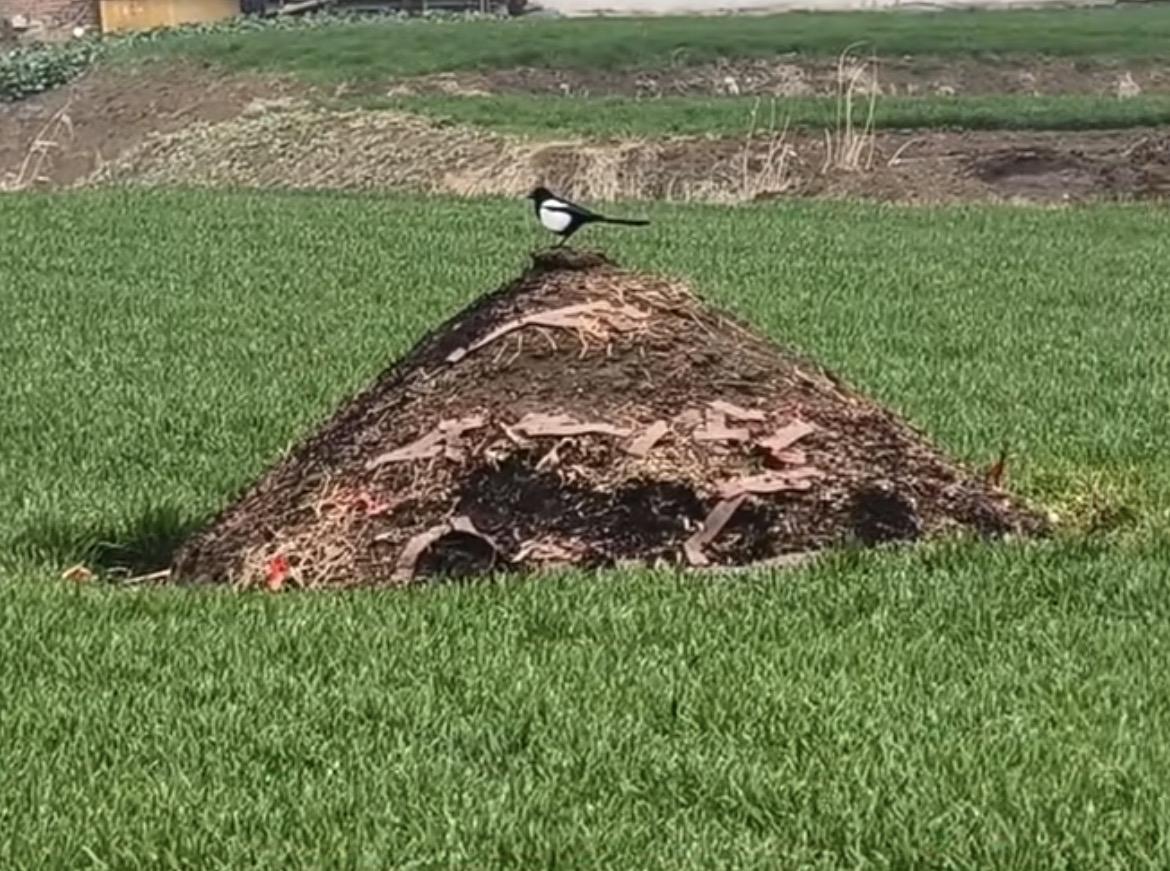 我家责任田里，立着一座孤坟，几十年光景，从不见有人前来祭拜。村里老人说，坟里人的