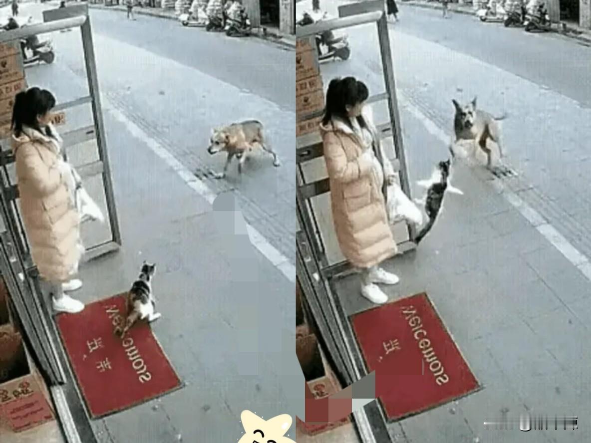 “万物皆有灵！”近日，一女子预产期临近，怕楼下的流浪猫挨饿，顶着沉甸甸的肚子给流