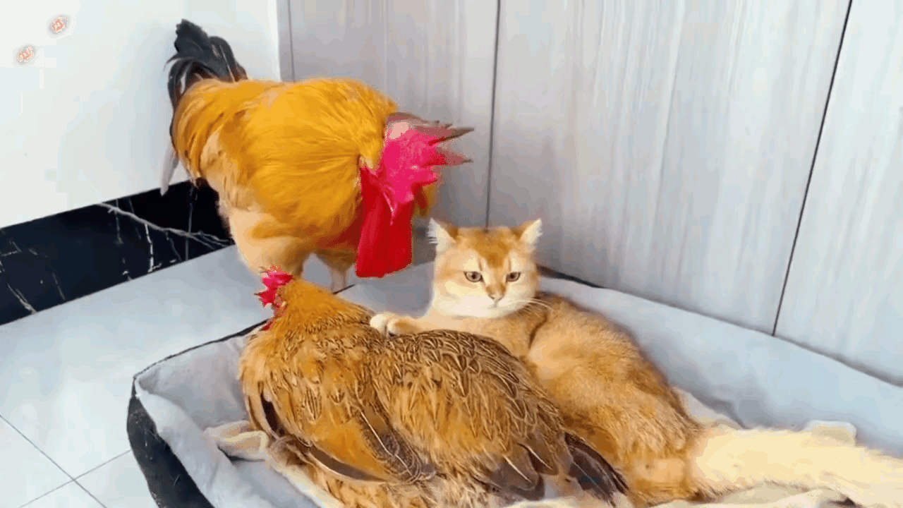 公鸡直接懵了🤯！心里直嘀咕：俺的爱妃咋不跟俺睡，反倒去陪小奶猫啦