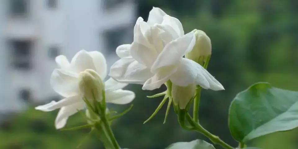 《茉莉芬芳》 江苏民歌为素材改编而成的古筝曲,清丽,淡雅,及透亮