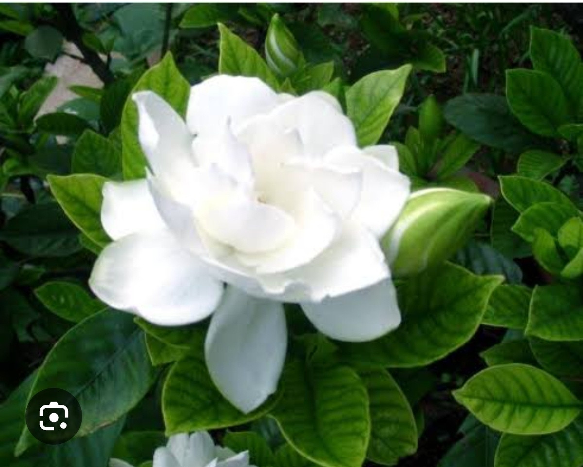 【栀子花】栀子花的种植方法：1. 选苗与土壤：挑选枝叶健壮、无黄叶无虫害的栀子花