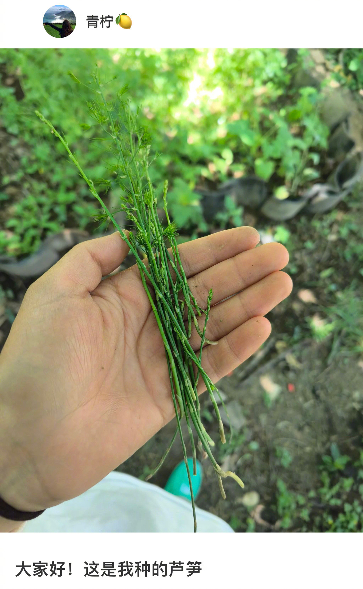 草盛豆苗稀这句话变得具象化了[捂脸哭]​​​