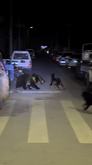 一头藏马熊深夜闯进西藏那曲街头！面对两只小狗的驱赶，它根本就不怕？最后有两个藏