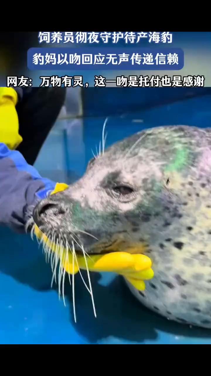 饲养员彻夜守护待产海豹，豹妈以吻回应无声传递信赖。网友：万物有灵，这一吻是托付